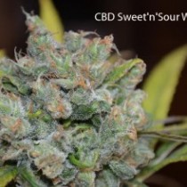 CBD Sweet and Sour Widow