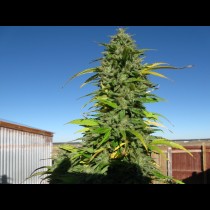 CBD Yummy