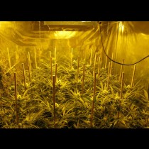 Channel+ Medical seeds