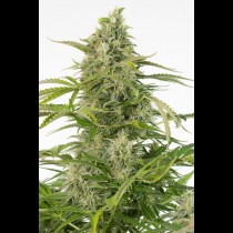 Cheese Auto CBD