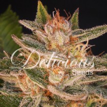Cheese Candy Delicious Seeds