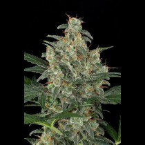 Cheese Autoflowering cannabis seeds