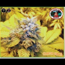 Cheese Dawg Feminized