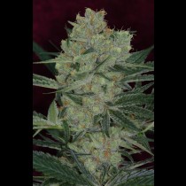 Cheese Quake TGA Subcool Seeds