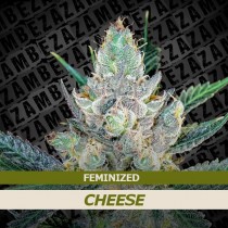 Cheese Strain Review