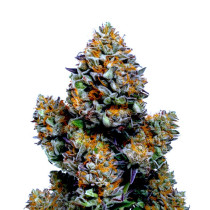 Chemdawg