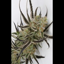 Chernobyl TGA Subcool Seeds