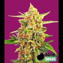 Cherry Bomb