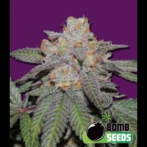 Cherry Bomb Auto