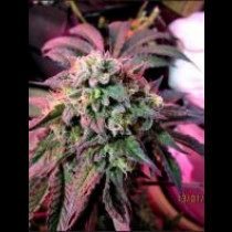 Cherry Pie