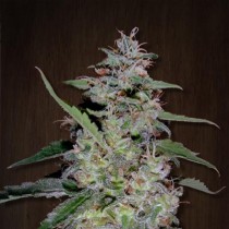 Chinese Yunnan Strain | Ace Seeds