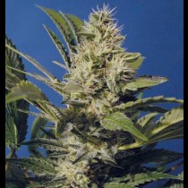 Chocolate Chunk