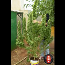 Chronic Serious seeds
