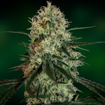 Chronic Thunder
