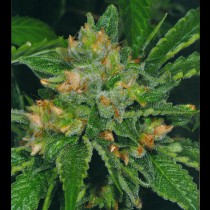 Cold Creek Kush