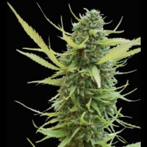 Colombian gold cannabis seeds