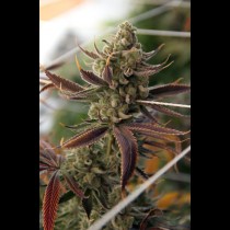 Conspiracy Kush