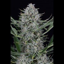 Cookies Auto