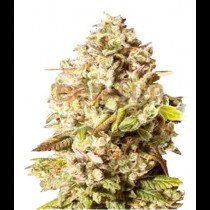 Cookies auto