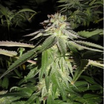 Corleone Kush review