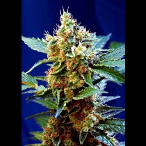 Cream Mandarine XXL Auto 