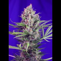Cream Mandarine 