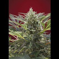 Cream 47 