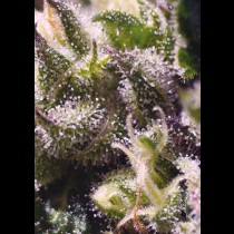 Cream Caramel Auto