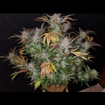 Cream Cookies