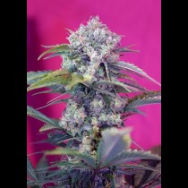 Cream Mandarine Auto