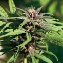 Crimea Blue Feminized