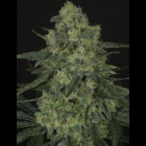 Criminal + Ripper Seeds