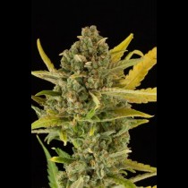 Critical Cheese Autoflowering 