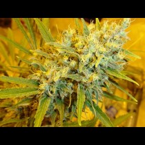 Critical Haze