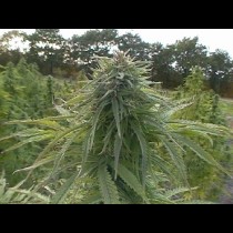 Critical Jack Auto