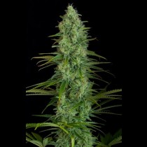 graines feminisees de Critical Jack 