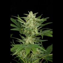 Critical Jack Autoflowering seeds
