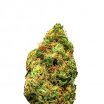 Critical Jack 