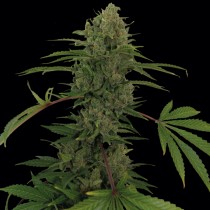 Critical Kush Auto Barneys Farm