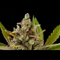 Critical Kush