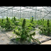 Critical Mass seeds