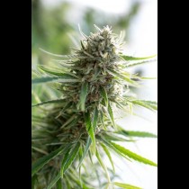 Critical Mass Cbd