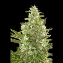 Critical+ autoflowering