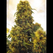 Critical Skunk 
