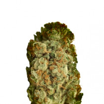Critical XL 