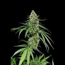 Critical+ cannabis seeds