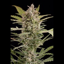 Critical+ 2.0 Auto cannabis seeds