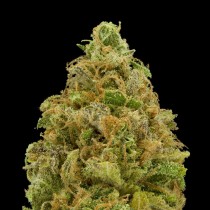 Critical seeds