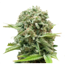 Critical Auto