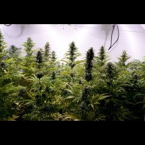 Critical Jack